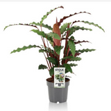 <b> Any 2 for £18 </b> <br> Calathea Rufibarba Plant