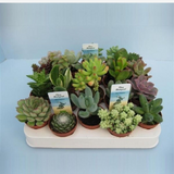 <b> Any 3 for £8 </b> <br> Succulent Plant