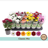 <b> Any 2 for £5 </b> <br> Chrysanthemum (Pot Mums) Plant