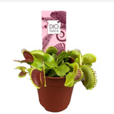 <b> Any 3 for £20 </b> <br> Venus Flytrap Plant