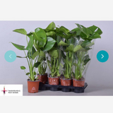 <b> Any 3 for £20 </b> <br> Monstera Deliciosa Plant