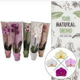 <b> Any 2 for £24 </b> <br> Orchid Plant