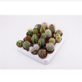 <b> Any 3 for £8 </b> <br> Cactus Plant