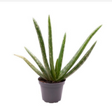 <b> Any 3 for £12 </b> <br> Aloe Vera Plant