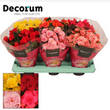<b> Any 2 for £16 </b> <br> Begonia Plant
