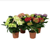 <b> Any 2 for £24 </b> <br> Hydrangea Plant
