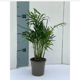 <b> Any 2 for £10 </b> <br> Chamaedorea Elegans Plant