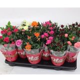 <b> Any 2 for £12 </b> <br> Rose Plant