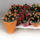 <b> Any 2 for £10 </b> <br> Kalanchoe Plant
