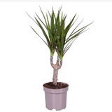 <b> Any 2 for £12 </b> <br> Dracaena Plant