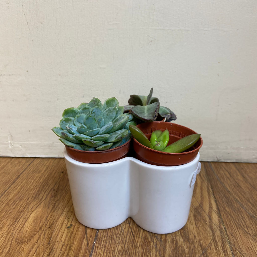 Succulent Trio Planter