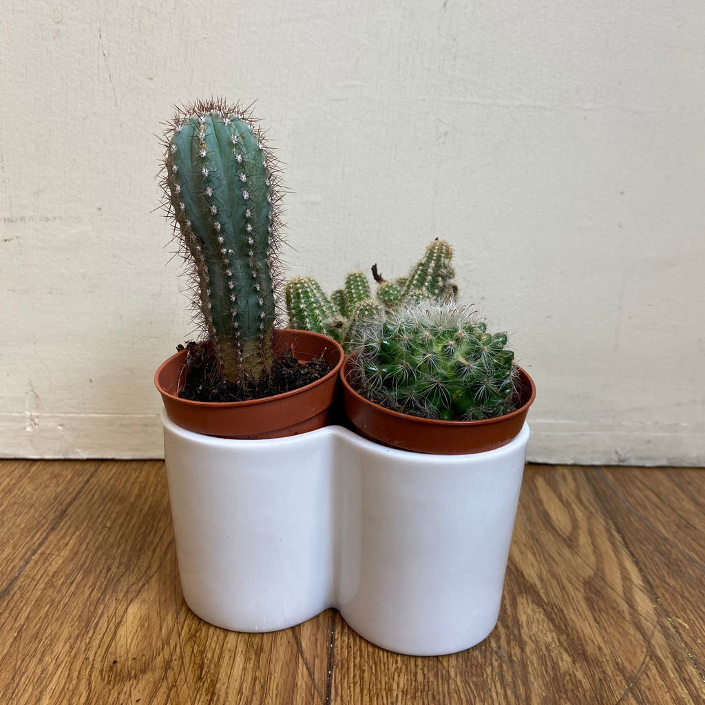 Mini Cactus Trio Planter