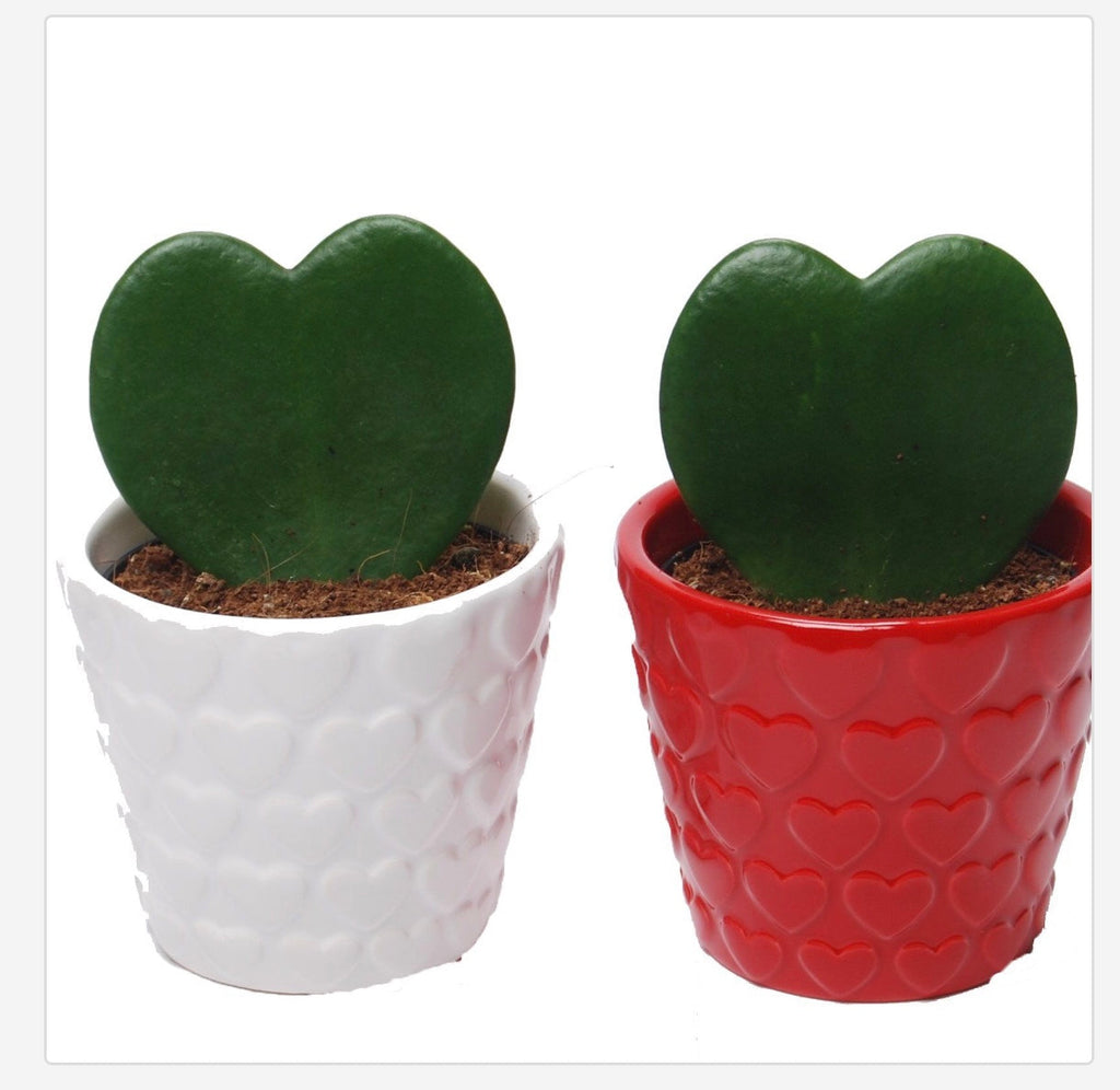 Heart Shape Cactus