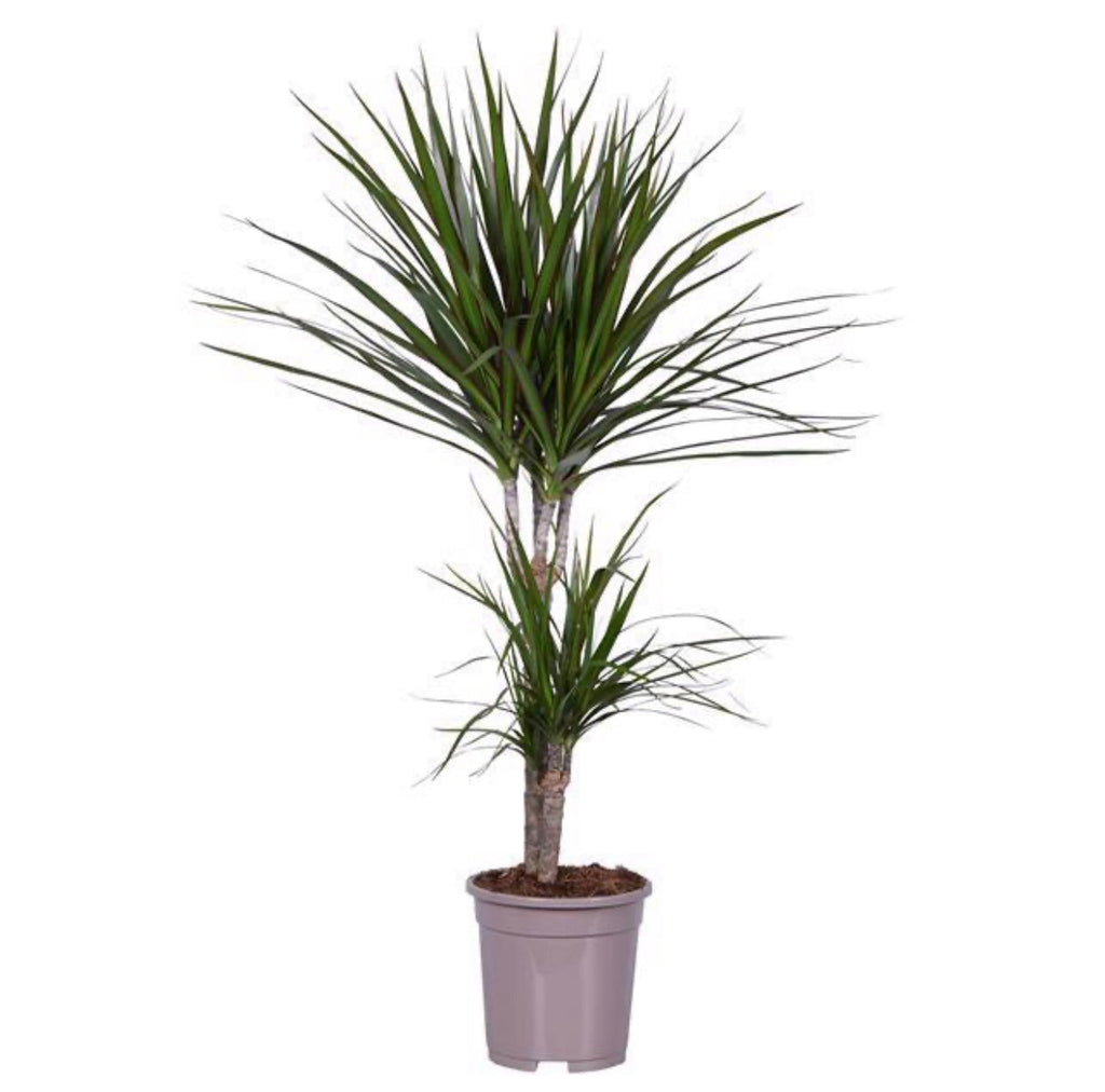 <b> Any 2 for £24 </b> <br> Dracaena Plant