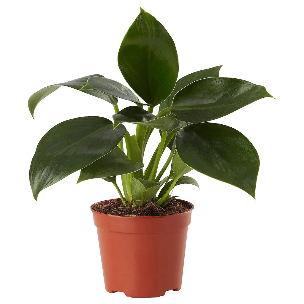 <b> Any 2 for £12 </b> <br> Philodendron Plant